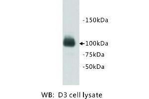 Image no. 2 for anti-PiggyBac Transposable Element Derived 5 (PGBD5) antibody (ABIN1112920)
