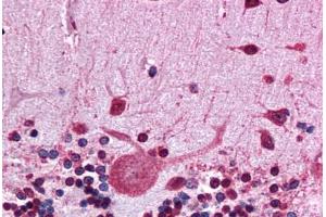 Human Brain, Cerebellum: Formalin-Fixed, Paraffin-Embedded (FFPE) (HSP90AB1 Antikörper  (N-Term))