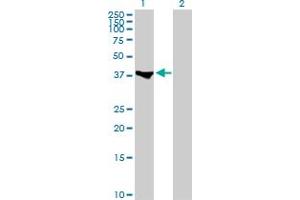Western Blot analysis of MEF2B expression in transfected 293T cell line by MEF2B MaxPab polyclonal antibody.