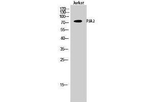 Western Blotting (WB) image for anti-Praja Ring Finger 2 (PJA2) (Internal Region) antibody (ABIN3186458) (PJA2 Antikörper  (Internal Region))