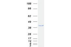 Western Blotting (WB) image for Eukaryotic Translation Initiation Factor 3 Subunit H (EIF3H) protein (Myc-DYKDDDDK Tag) (ABIN2720081)