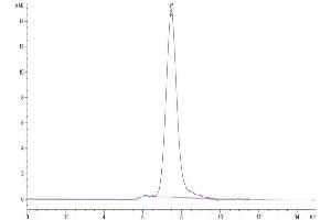 The purity of Human TIM-1 is greater than 95 % as determined by SEC-HPLC. (HAVCR1 Protein (AA 21-295) (His tag))