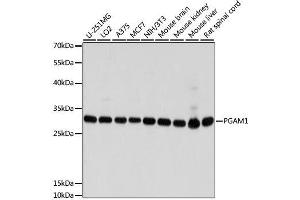 Western blot analysis of extracts of various cell lines, using PGAM1 antibody.