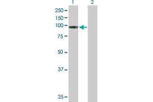 Western Blot analysis of HLCS expression in transfected 293T cell line by HLCS MaxPab polyclonal antibody. (HLCS Antikörper  (AA 1-726))