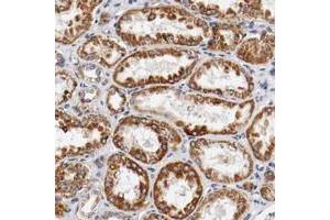 Immunohistochemical staining of human kidney with KIF5A polyclonal antibody  shows strong cytoplasmic positivity in tubular cells. (KIF5A Antikörper)
