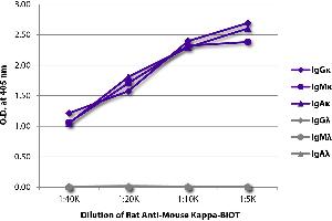 ELISA plate was coated with purified mouse IgGκ, IgMκ, IgAκ, IgGλ, IgMλ, and IgAλ. (Ratte anti-Maus Immunoglobulin kappa Chain Complex (Igk) Antikörper (Biotin))