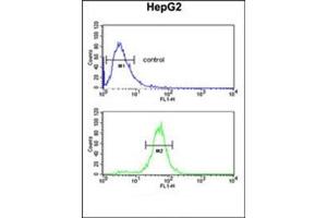 Flow cytometric analysis of HepG2 cells using RERE Antibody (N-term) Cat. (RERE Antikörper  (N-Term))