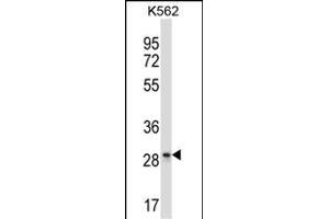 LAIR1 Antibody (Center) (ABIN657706 and ABIN2846697) western blot analysis in K562 cell line lysates (35 μg/lane). (LAIR1 Antikörper  (AA 177-206))