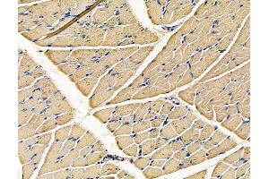 ABIN7096760 and ABIN7100826 at 1/100 staining rat muscle tissue by IHC-P.