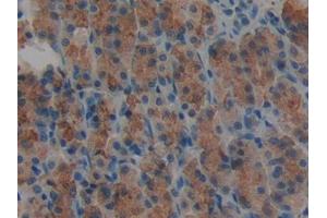 IHC-P analysis of Rat Stomach Tissue, with DAB staining. (AGRN Antikörper  (AA 1206-1475))