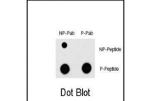 Dot blot analysis of Phospho-MEF2C- Antibody (ABIN389769 and ABIN2839687) and MEF2C Non Phospho-specific Pab on nitrocellulose membrane. (MEF2C Antikörper  (pThr300))