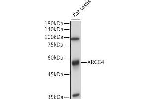 Western Blotting (WB) image for anti-X-Ray Repair Complementing Defective Repair in Chinese Hamster Cells 4 (XRCC4) (AA 1-336) antibody (ABIN3022382)