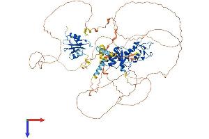 MCPH1 Protein (AA 1-835) (His tag)