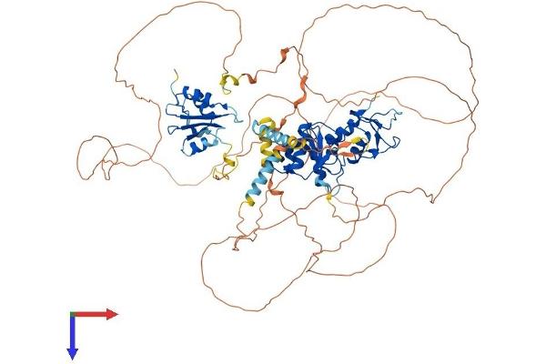 MCPH1 Protein (AA 1-835) (His tag)