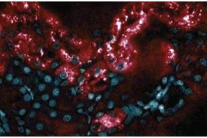 Immunofluorescence staining of Rabbit Kidney (RBP4 Antikörper  (AA 1-135))