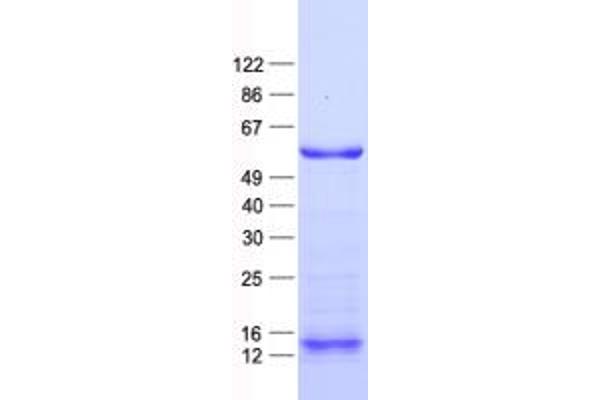 ZNF280A Protein (His tag)