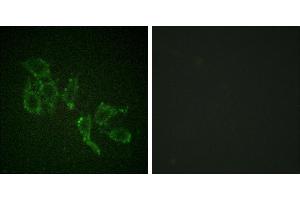 P-peptide - +Immunofluorescence analysis of HepG2 cells, using A-RAF (Phospho-Tyr301/302) antibody. (ARAF Antikörper  (pTyr302))