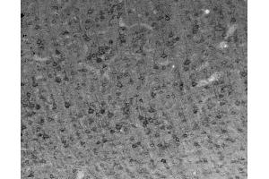 anti-SNAP-Associated Protein (SNAPIN) (AA 115-136) antibody