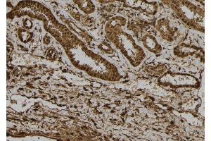 ABIN6272367 at 1/100 staining Human kidney tissue by IHC-P. (NRIP3 Antikörper  (C-Term))