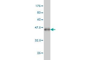 Western Blotting (WB) image for anti-3'-phosphoadenosine 5'-phosphosulfate Synthase 2 (PAPSS2) (AA 513-612) antibody (ABIN563924)