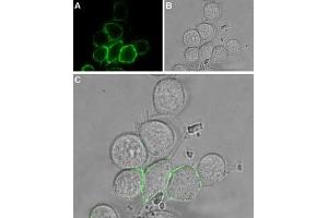 Expression of TRPV2 in rat RBL cells - Cell surface detection of TRPV2 in intact living rat basophilic leukemia (RBL) cells. (TRPV2 Antikörper  (1st Extracellular Loop))