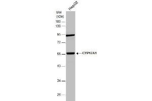 WB Image Whole cell extract (30 μg) was separated by 10% SDS-PAGE, and the membrane was blotted with CYP17A1 antibody [N1C2] , diluted at 1:1000. (CYP17A1 Antikörper  (Center))