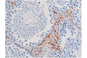ABIN6267484 at 1/200 staining Mouse testis tissue sections by IHC-P. (IRS1 Antikörper  (pSer312))