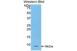 Western Blotting (WB) image for anti-Chemokine (C-C Motif) Ligand 14 (CCL14) (AA 20-93) antibody (ABIN1174243)