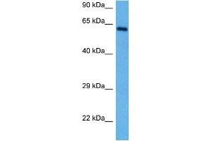 Host:  Rabbit  Target Name:  RELB  Sample Tissue:  Mouse Spleen  Antibody Dilution:  1ug/ml (RELB Antikörper  (N-Term))