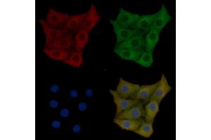 OR5AU1 Mouse Monoclonal Antibody staining Hela cells by IF/ICC.