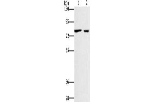 Gel: 6 % SDS-PAGE, Lysate: 40 μg, Lane 1-2: 293T cells, A549 cells, Primary antibody: ABIN7128771(CASC3 Antibody) at dilution 1/400, Secondary antibody: Goat anti rabbit IgG at 1/8000 dilution, Exposure time: 10 seconds (CASC3 Antikörper)