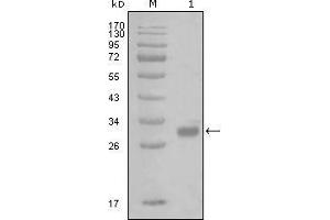 Western blot analysis using PAR1 mouse mAb against truncated GST-PAR1 recombinant protein (1).