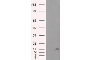 Western Blotting (WB) image for anti-NME/NM23 Nucleoside Diphosphate Kinase 4 (NME4) antibody (ABIN1499780) (NME4 Antikörper)