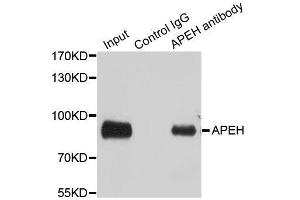 Immunoprecipitation analysis of 100ug extracts of SW480 cells using 3ug APEH antibody. (APEH Antikörper  (AA 1-260))