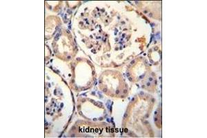 PURA Antibody (C-term) (ABIN1881707 and ABIN2845181) immunohistochemistry analysis in formalin fixed and paraffin embedded human kidney tissue followed by peroxidase conjugation of the secondary antibody and DAB staining. (PURA Antikörper  (C-Term))