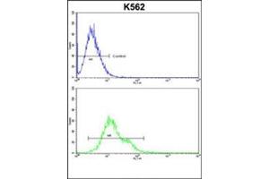 Flow cytometric analysis of k562 cells using PLCB2 Antibody (N-term) Cat.
