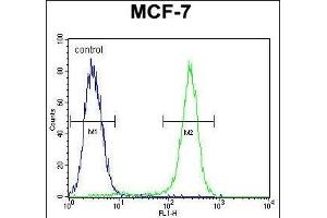 C1QL4 Antibody (N-term) (ABIN655459 and ABIN2844988) flow cytometric analysis of MCF-7 cells (right histogram) compared to a negative control cell (left histogram). (C1QL4 Antikörper  (N-Term))