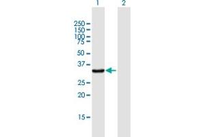 Western Blot analysis of KYNU expression in transfected 293T cell line by KYNU MaxPab polyclonal antibody.