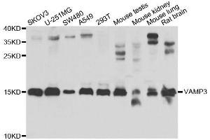 Western blot analysis of extracts of various cell lines, using VAMP3 antibody. (VAMP3 Antikörper  (AA 1-80))