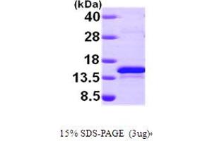 SDS-PAGE (SDS) image for Selenoprotein X, 1 (SEPX1) (AA 1-116) protein (His tag) (ABIN667227) (MSRB1 Protein (AA 1-116) (His tag))