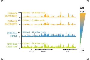 A representative 350 kb region of an H3K4me1 profile in K-562 cells, generated using CUTANA (yellow panels), native ChIP-seq (blue panels), or cross-linked ChIP-seq (green panels). (CUTANA™ pAG-MNase for ChIC/CUT&RUN Assays)