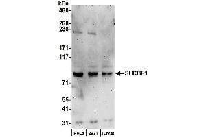 Western Blotting (WB) image for anti-SHC SH2-Domain Binding Protein 1 (SHCBP1) (AA 622-672) antibody (ABIN7453276)