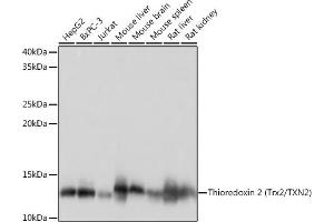 Western blot analysis of extracts of various cell lines, using Thioredoxin 2 (Trx2/TXN2) (Trx2/TXN2) Rabbit mAb (ABIN1679919, ABIN3018909, ABIN3018910 and ABIN7101688) at 1:1000 dilution. (TXN2 Antikörper)
