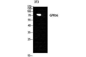 Western Blotting (WB) image for anti-G Protein-Coupled Receptor 56 (GPR56) (Internal Region) antibody (ABIN3184905) (GPR56 Antikörper  (Internal Region))