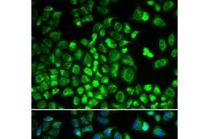 Immunofluorescence analysis of A549 cells using HAX1 Polyclonal Antibody (HAX1 Antikörper)