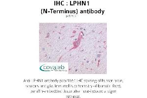 Image no. 1 for anti-Latrophilin 1 (LPHN1) (Extracellular Domain), (N-Term) antibody (ABIN1736536) (Latrophilin 1 Antikörper  (Extracellular Domain, N-Term))