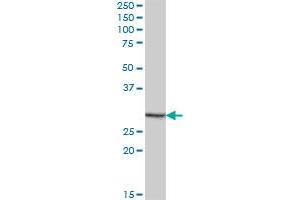 EFCAB2 MaxPab polyclonal antibody. (EFCAB2 Antikörper  (AA 1-162))