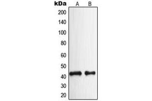Western blot analysis of NPY2R expression in HeLa (A), rat brain (B) whole cell lysates. (NPY2R Antikörper  (N-Term))