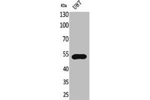 Western Blot analysis of U87 cells using Fractalkine Receptor Polyclonal Antibody (CX3CR1 Antikörper  (Internal Region))