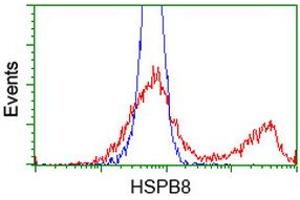 HEK293T cells transfected with either RC201040 overexpress plasmid (Red) or empty vector control plasmid (Blue) were immunostained by anti-HSPB8 antibody (ABIN2453824), and then analyzed by flow cytometry. (HSPB8 Antikörper)
